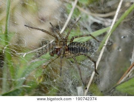 Labyrinth Spider - Agalena labrynthica
Grassland Spider in web