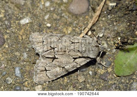 Grey Dagger Moth - Acronicta psi
Moth on rock