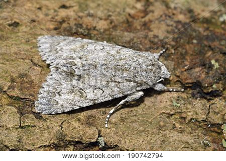 Sycamore Moth - Acronicta aceris
Moth on log