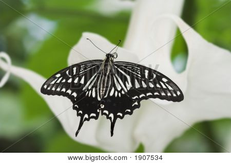 Narenciye Swallowtail kelebek