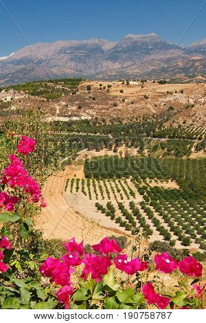 view of the upcountry of the island of Crete with flowers in the foreground olive trees and mountains in the background Greece