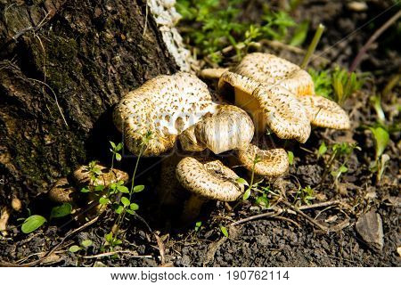 Mushrooms near a tree trunk in forest