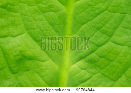 Abstract image of  fresh leaf texture  leaves in nature with copy space