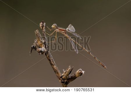 A Closeup Of A Beautiful Damselfly