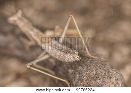 A Close-up Portrait Of A Mantis