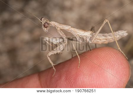 A Close-up Portrait Of A Mantis