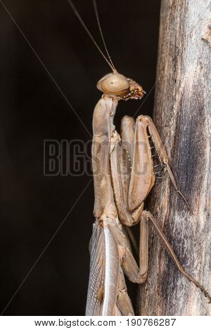 A Close-up Portrait Of A Mantis