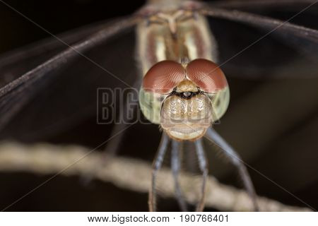 A Beautiful Dragonfly Close Portrait