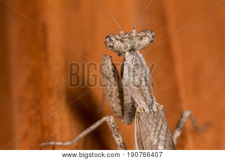 A Close-up Portrait Of A Mantis