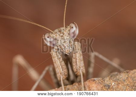 A Mantis Portrait