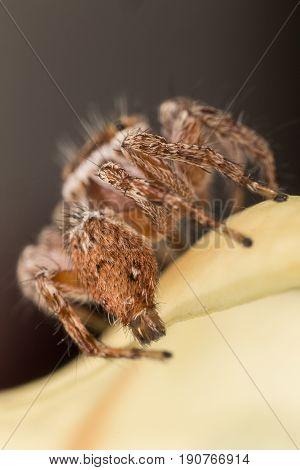A Closeup Of A  Beautiful Spider