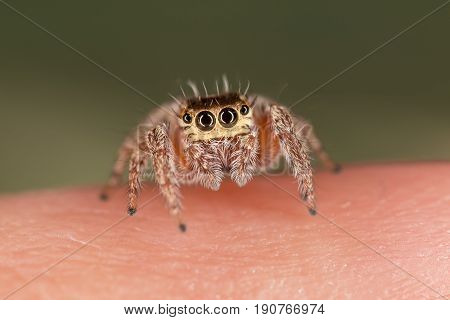 A Closeup Of A  Beautiful Spider