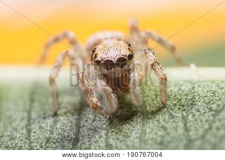 A Beautiful Spider