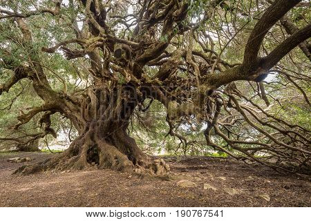 Millenary Olive Tree