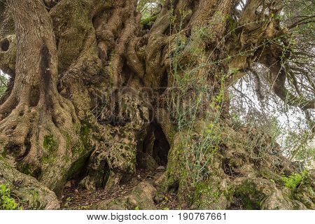 Millenary Olive Tree