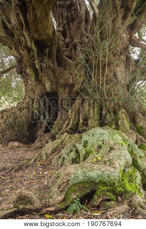 Millenary Olive Tree