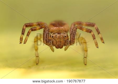 Napoleon spider portrait posed for the photo