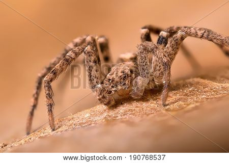 A beautiful and tiny spider Philodromus sp