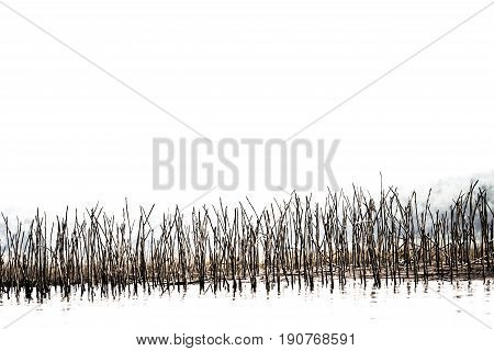 Abstract straigth tree branch in lake water white background