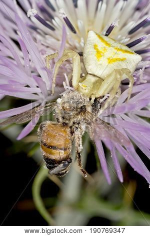 A Beautiful Spider Eating Insect Prey