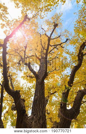 Ginkgo Biloba trees in autumn Maidenhair trees in autumn at Japan