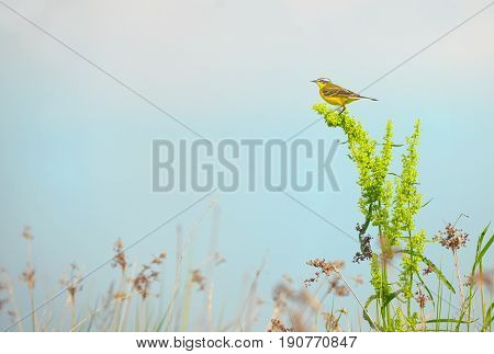Western yellow wagtail (Motacilla flava) on field