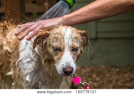 Horizontal closeup photo of the face and chest of a blonde border collie mix being bathed with a human hand and arm and a hose sprayer