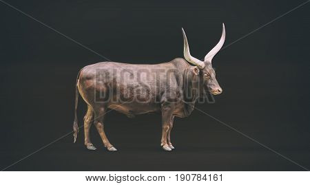 Brown power bull standing there and waiting
