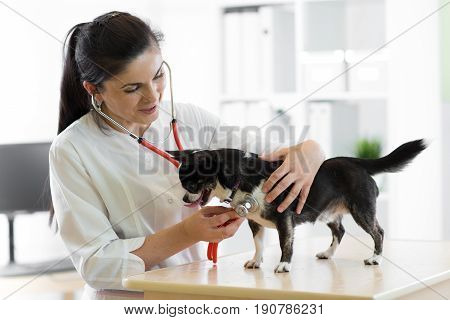 Cheerful young female veterinarian doctor using stethoscope listening to the heartbeat of a terrier canine pet dog at the vet clinic