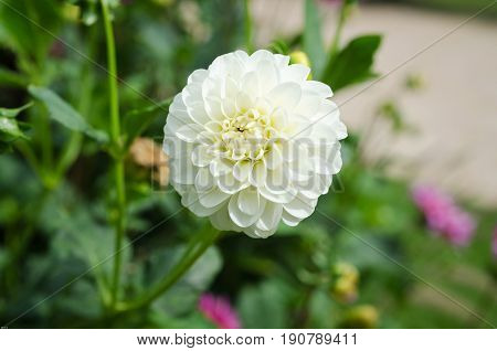 one lovely flower white and beautiful from the family dahlia