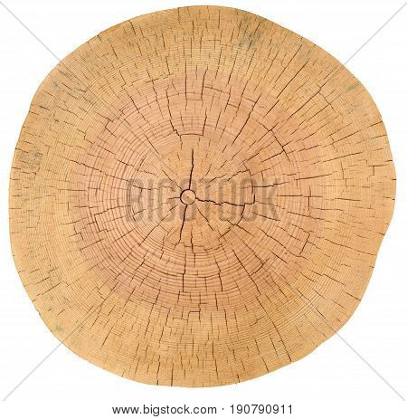 Tree Rings, Wood log. Wood texture of cutted tree trunk isolated on white