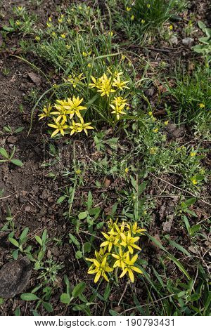 Flowering Gagea Minima And Ceratocephala Testiculata In Spring