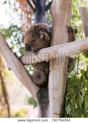 Koala Sleeps On Felled Trees In Gan Guru Kangaroo Park In Kibutz Nir David, Israel