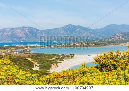 Flowers in Porto Giunco Villasimius. Sardinia Italy