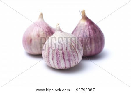 Garlic or Allium ampeloprasum var. ampeloprasum isolated on white background