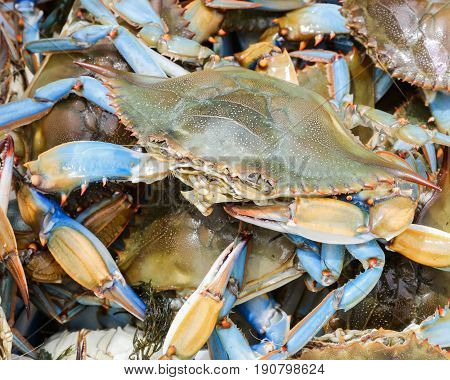 Live blue paw crabs ready to be cooked