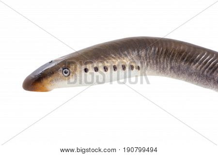 River lamprey - isolated on a white background