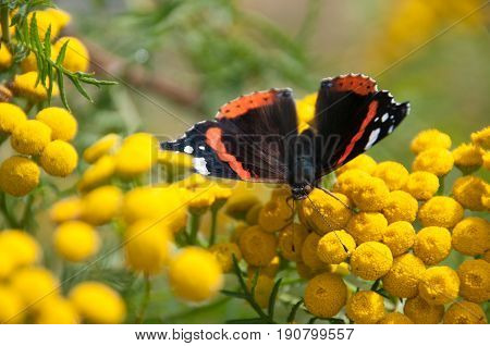 Close-up of an Anartia amathea, somewhere in the south of the Dutch provence of Zeeland.