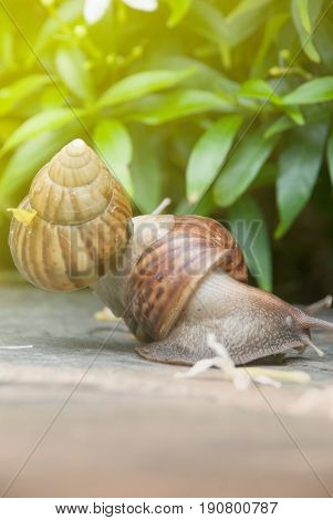 Snails are traveling to the road ahead.