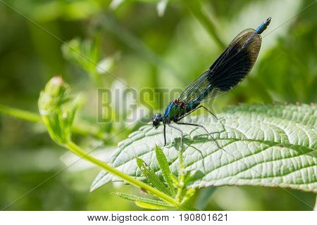 Adult Male Banded Demoiselle fly perched on Leaves