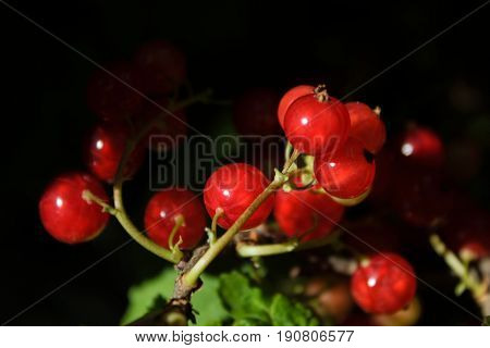 Red currantRed currant grown in its own garden.