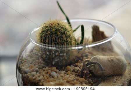 cactus green glass bowl focus thornycactus sand soil life