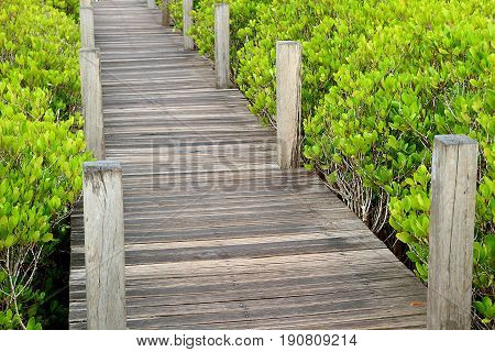 Wooden path in the vibrant green Indian Mangrove or Spurred Mangrove forest of Rayong province, Thailand
