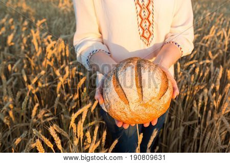 the young woman in a white national shirt holding the round baked bread with a crisp on wheat field background. harvest, agriculture, agronomics, food, production, organic bread concept.