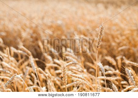 the field of the ripened gold wheat closeup. harvest, agriculture, agronomics, food, production, eco concept. empty space for the text.