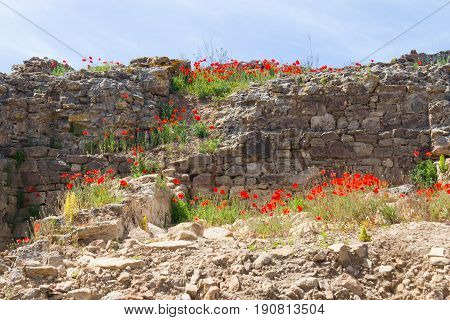 Common Poppy Flower And Stone Wall