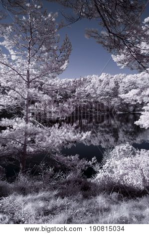 Beautiful False Color Surreal Infrared Landscape Image Of Lake And Surrounding Forest