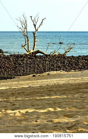 Dead Tree   Seaweed   Indian   Sky And Rock