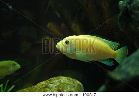 Yellow Fish