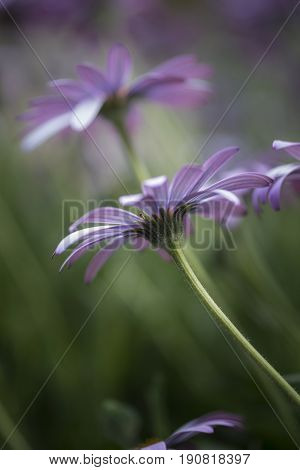 Stunning Artistic Image Of African Daisy With Selective Focus Macro